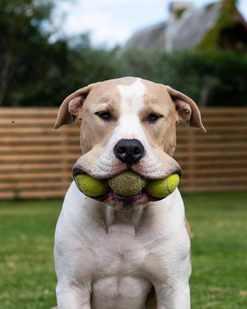 Instagram.com/dogsofinstagram