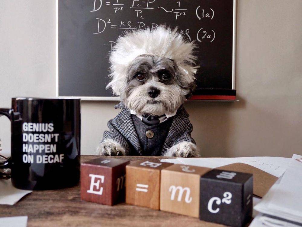 instagram.com/dogsofinstagram