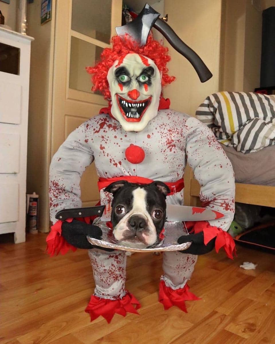 instagram.com/dogsofinstagram