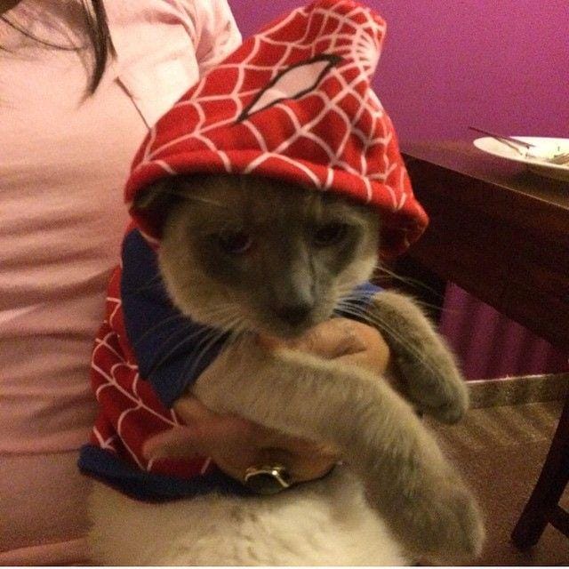 instagram.com/funny._.cats