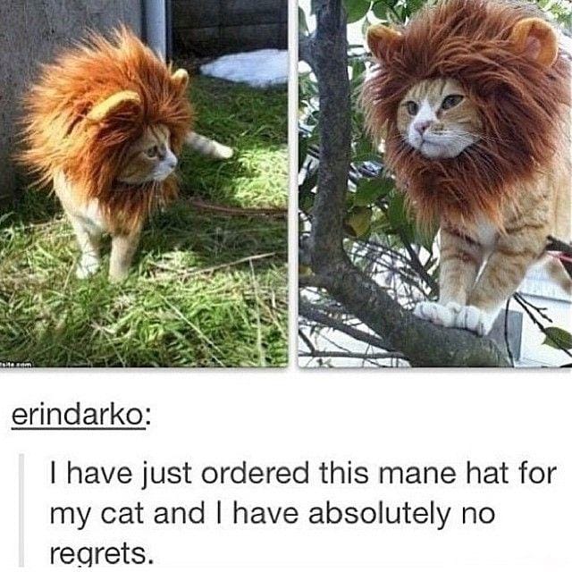 instagram.com/funny._.cats