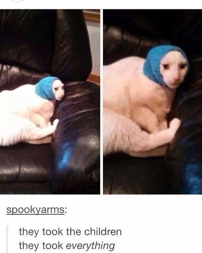 instagram.com/funny._.cats