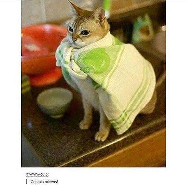 instagram.com/funny._.cats