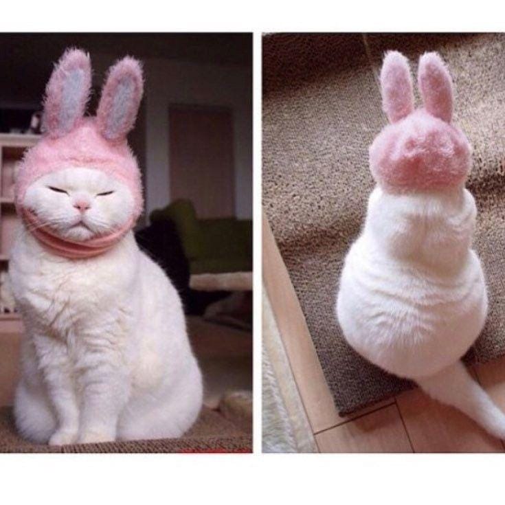 instagram.com/funny._.cats