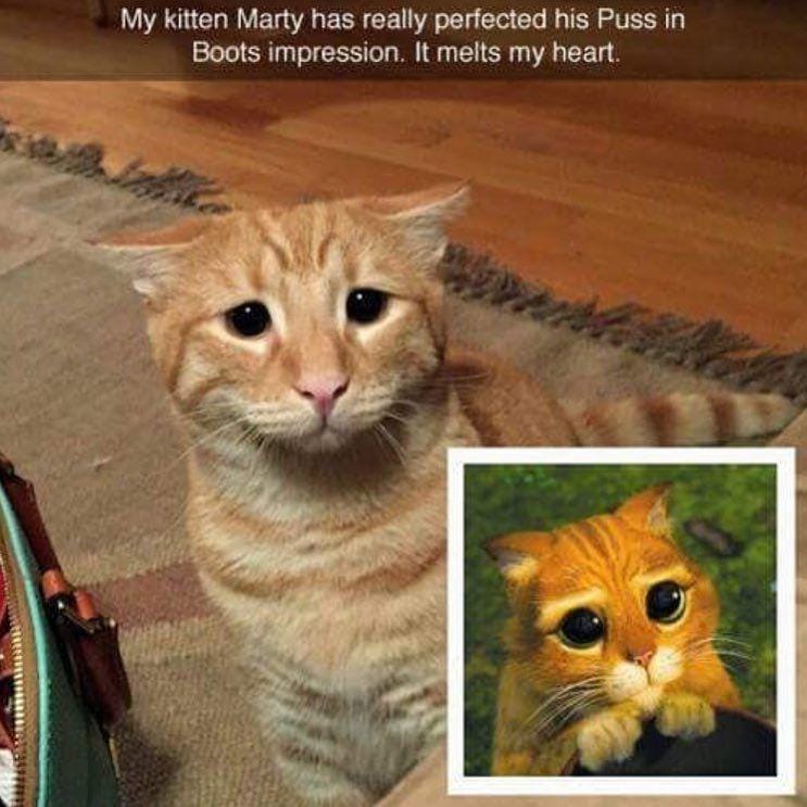 instagram.com/funny._.cats/