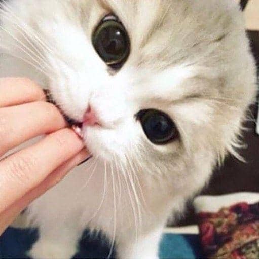 instagram.com/funny._.cats/