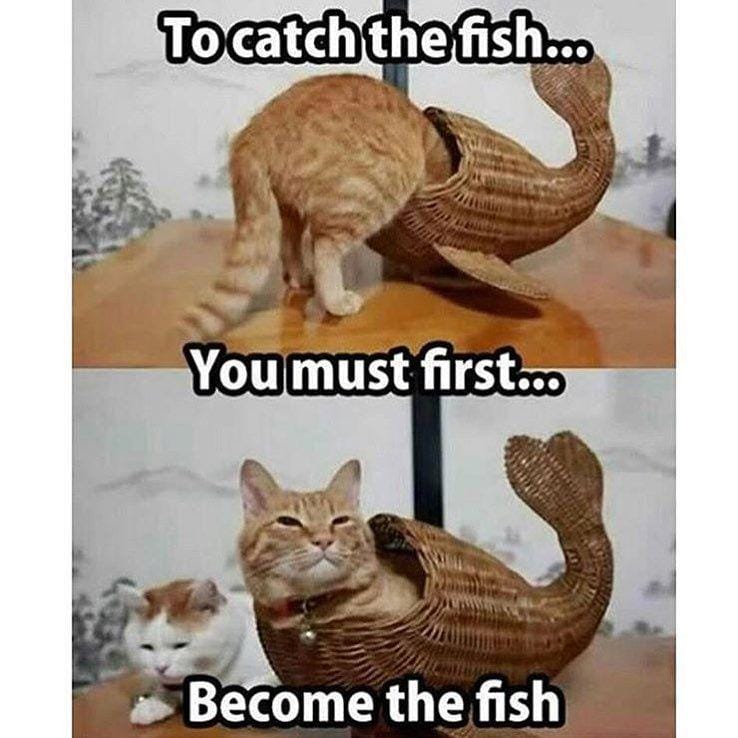 instagram.com/funny._.cats