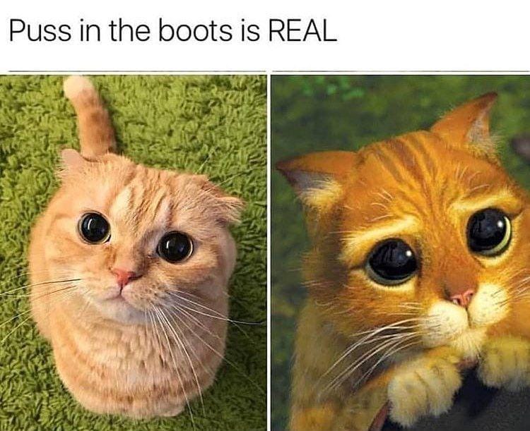 instagram.com/funny._.cats/