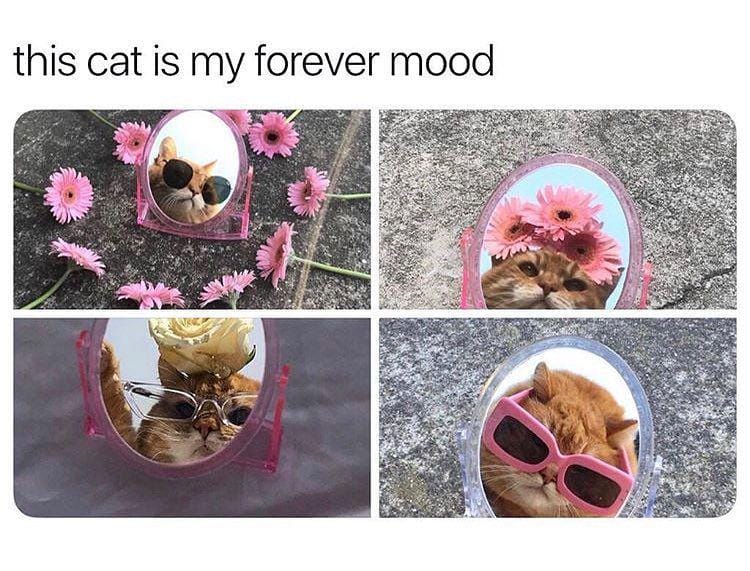 instagram.com/funny._.cats