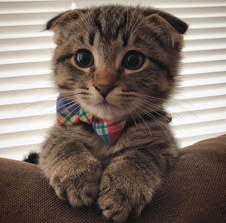 instagram.com/funny._.cats/