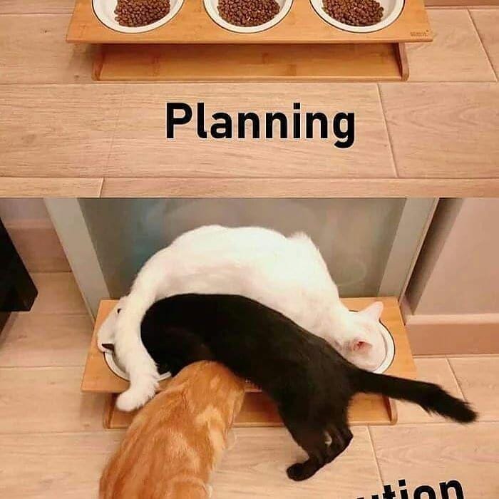 Instagram.com/funnypets4u/