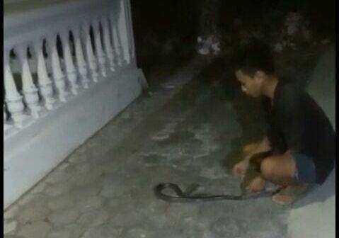Warga tangkap ular kobra sepanjang 1 meter. IDN Times/Istimewa