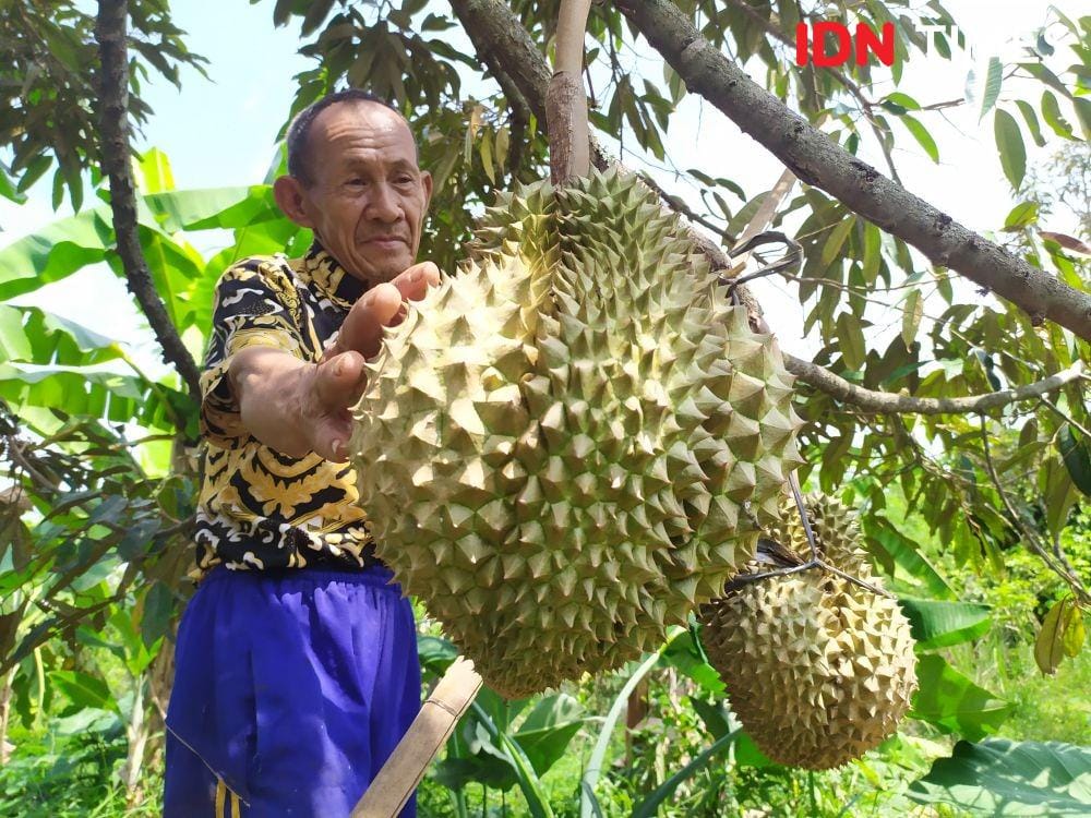 Seorang petani menunjukan durian monti yang siap panen. IDN Times/Fariz Fardianto