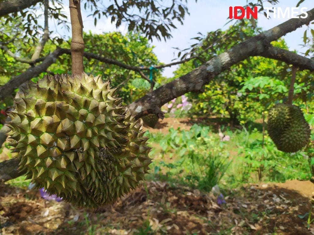 Bibit durian monti yang berada di kebun monti Gunungpati. IDN Times/Fariz Fardianto