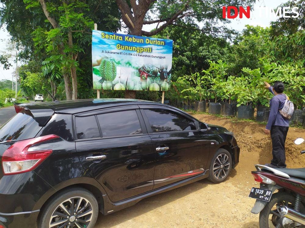 Salah satu kebun durian montong monti di Gunungpati. IDN Times/Fariz Fardianto