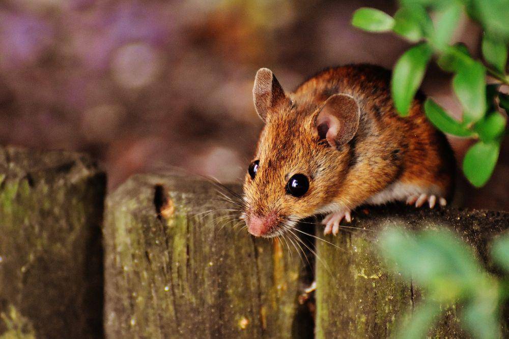 Ilustrasi tikus sumber makanan ular. Pixabay.com/Alexas_Fotos