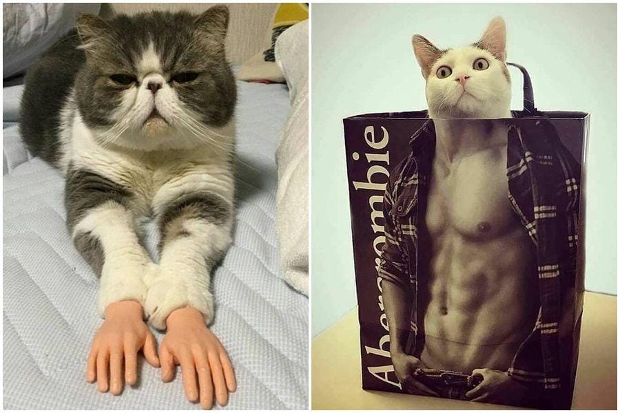 instagram.com/sillycatsdoingthings