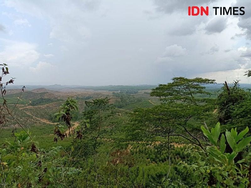 Lokasi Ibu Kota Negara di Sepaku, Kabupaten Penajam Paser Utara (IDN Times/Ervan Masbanjar)