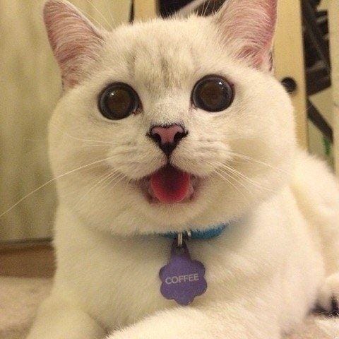 instagram.com/sillycatsdoingthings/