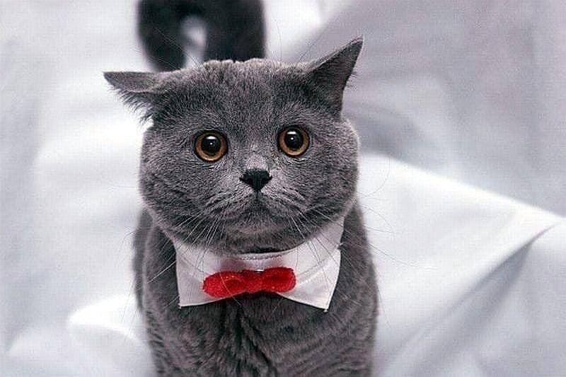 instagram.com/sillycatsdoingthings/