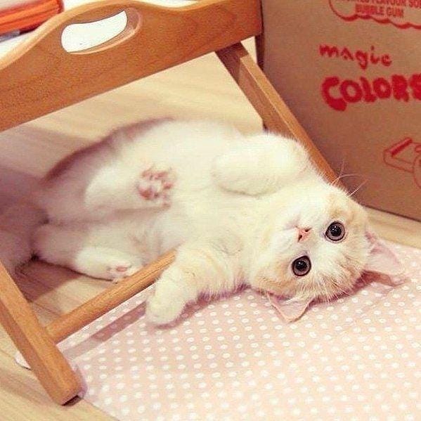 instagram.com/sillycatsdoingthings/