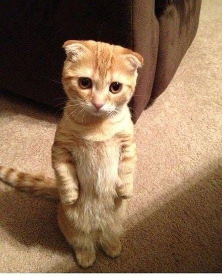 instagram.com/sillycatsdoingthings/