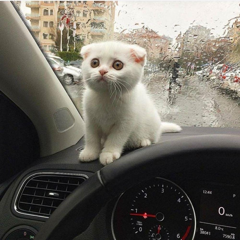 instagram.com/sillycatsdoingthings/