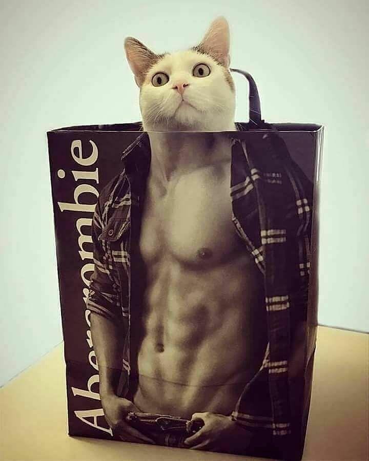 instagram.com/sillycatsdoingthings