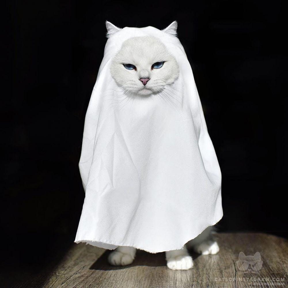 instagram.com/cats_of_instagram