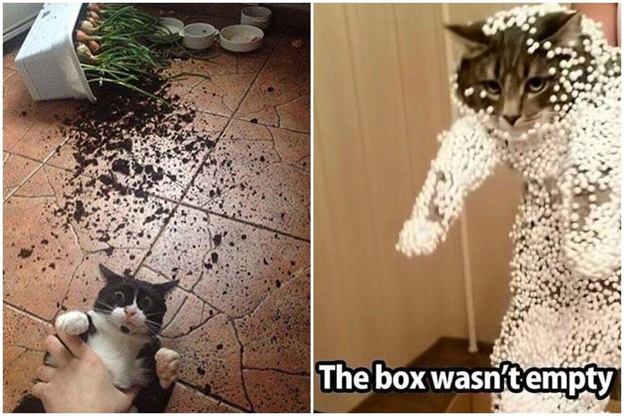 instagram.com/funny._.cats