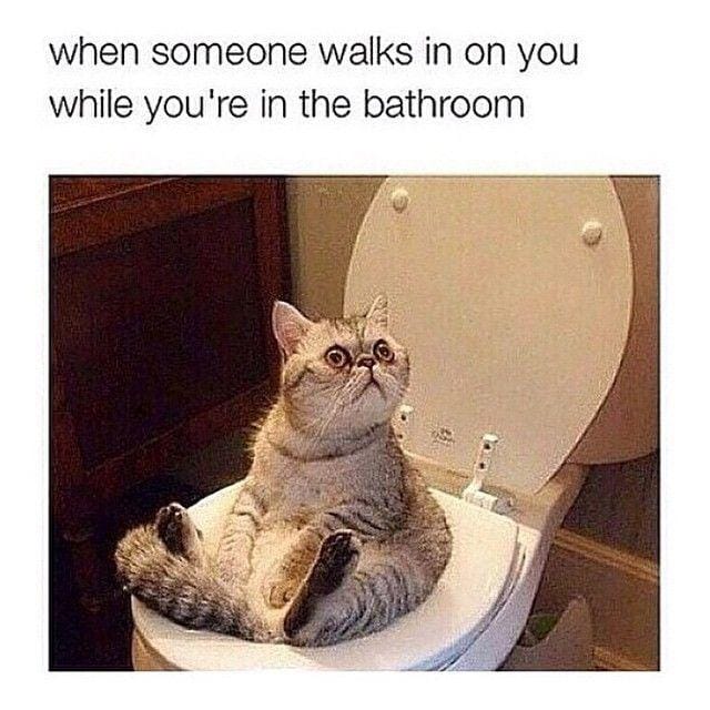 Instagram.com/funny._.cats