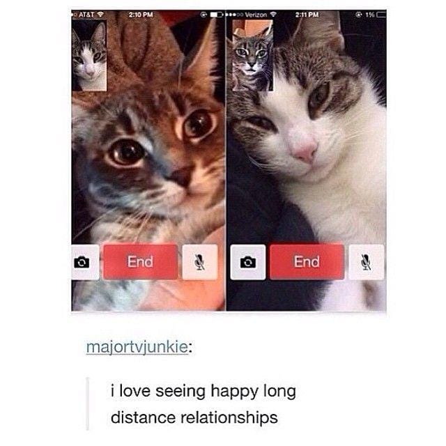 instagram.com/funny._.cats/