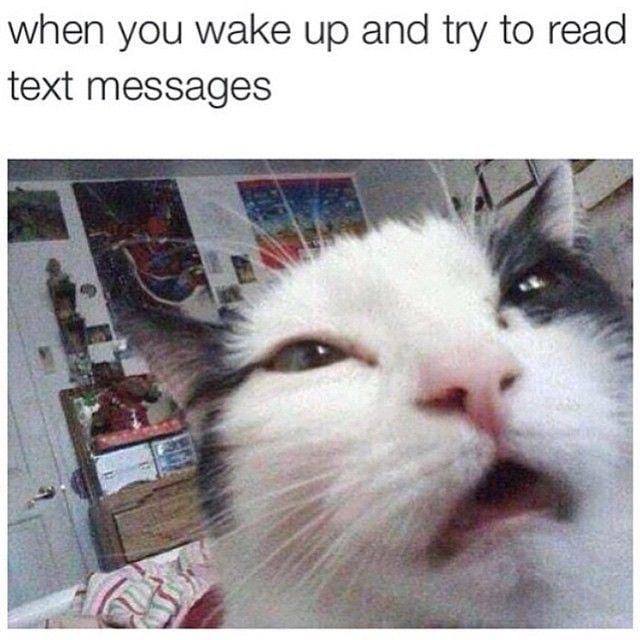 instagram.com/funny._.cats/