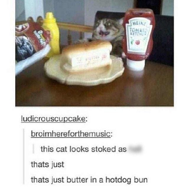 instagram.com/funny._.cats/