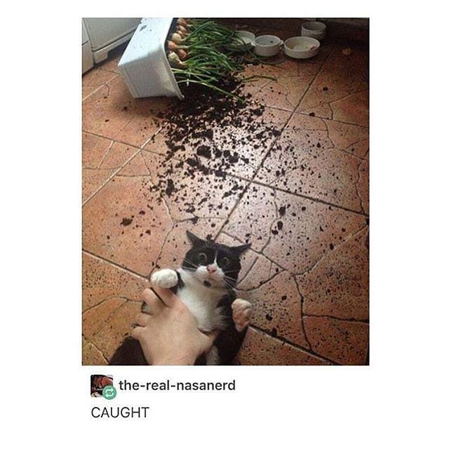instagram.com/funny._.cats