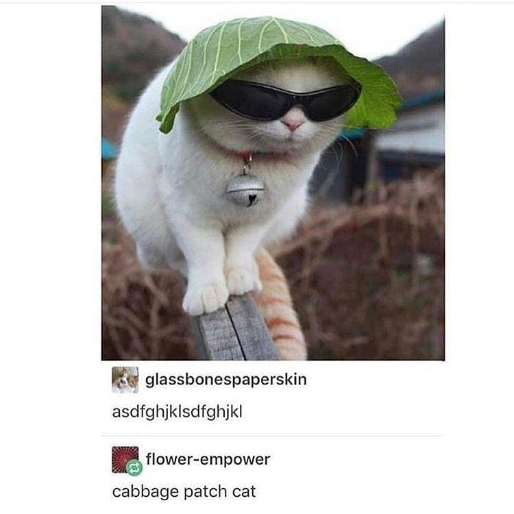 Instagram.com/funny._.cats