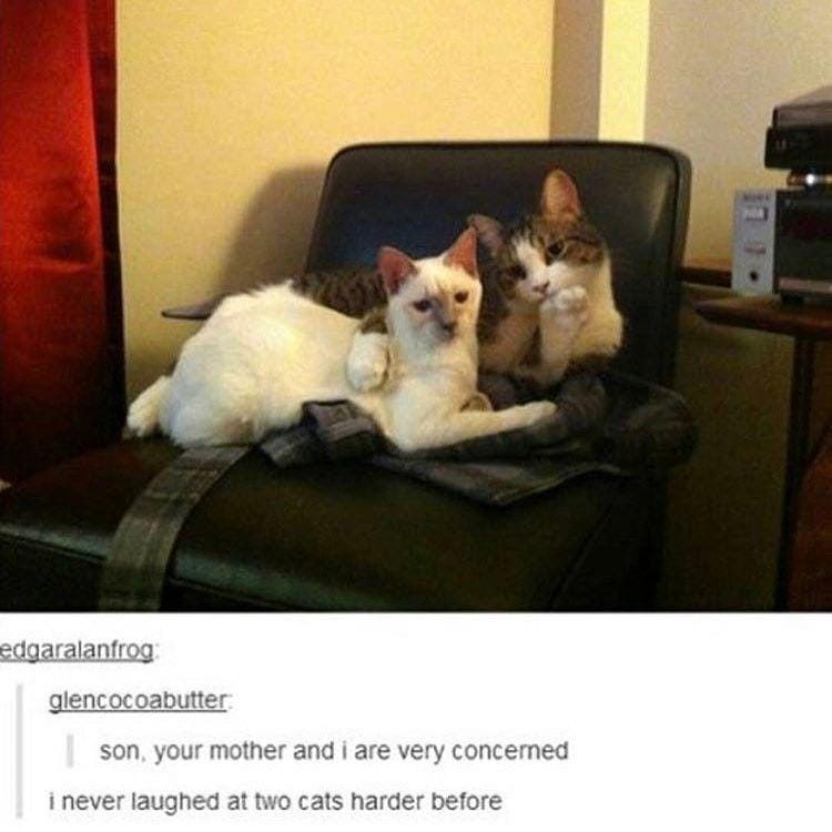 instagram.com/funny._.cats/