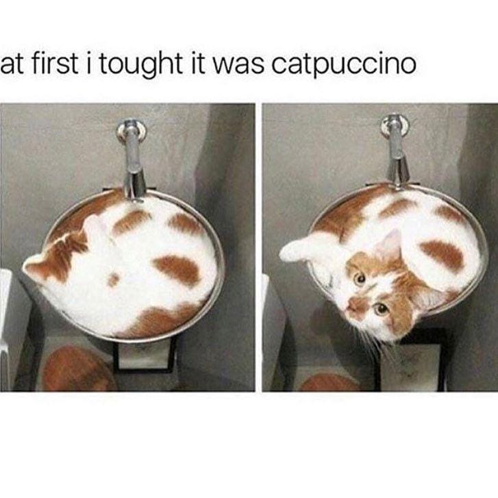Instagram.com/funny._.cats