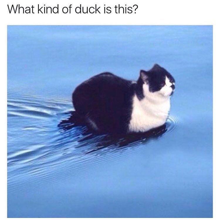 Instagram.com/funny._.cats