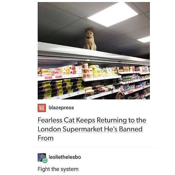 Instagram.com/funny._.cats