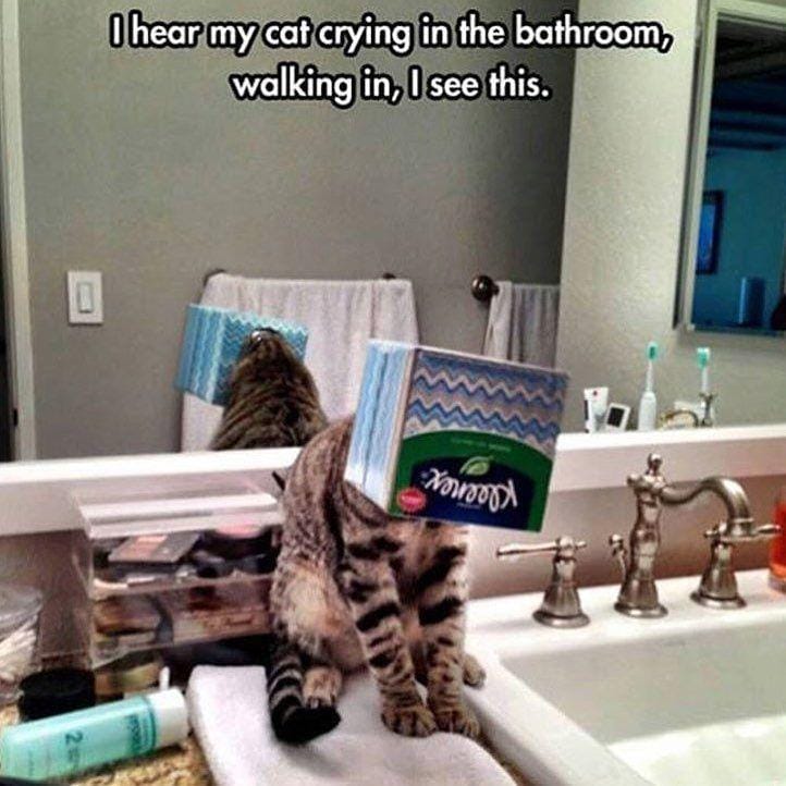 Instagram.com/funny._.cats