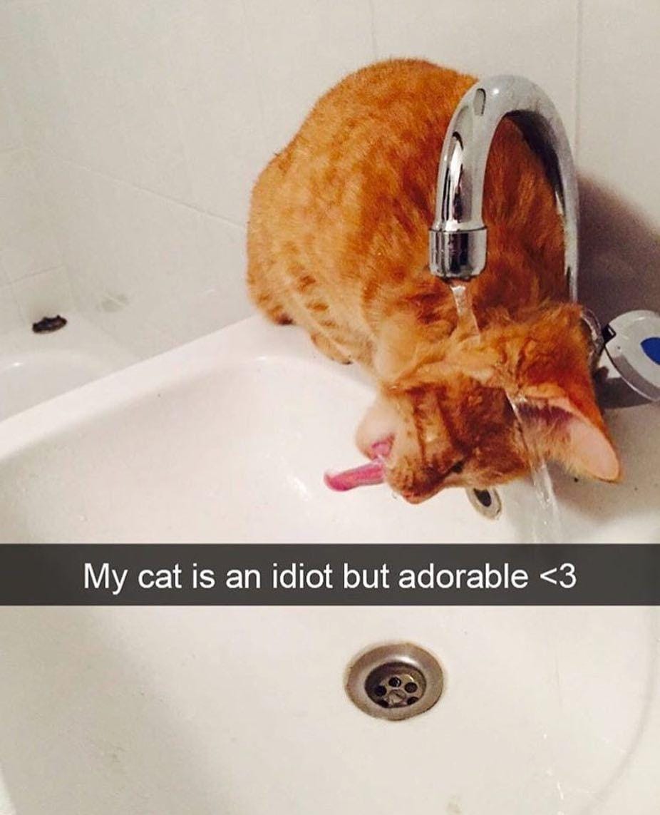 Instagram.com/funny._.cats