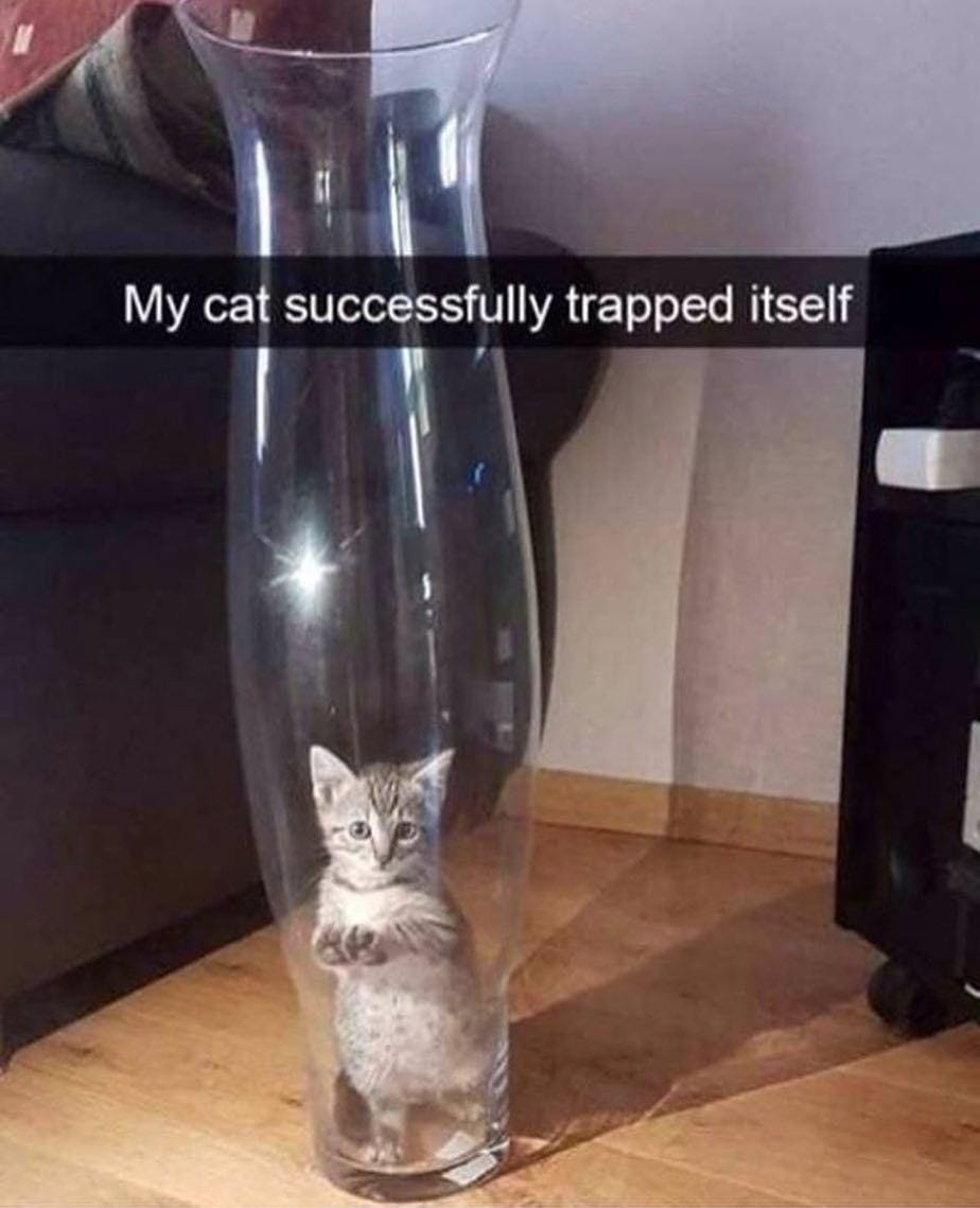 Instagram.com/funny._.cats