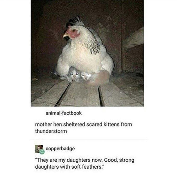 Instagram.com/funny._.cats