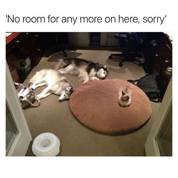 instagram.com/funny._.cats/