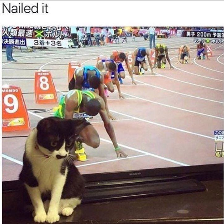 Instagram.com/funny._.cats