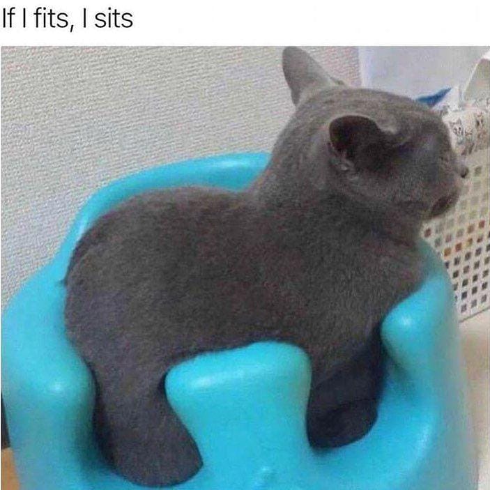 instagram.com/funny._.cats