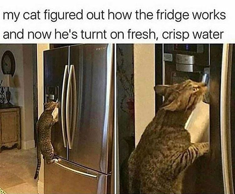 instagram.com/funny._.cats