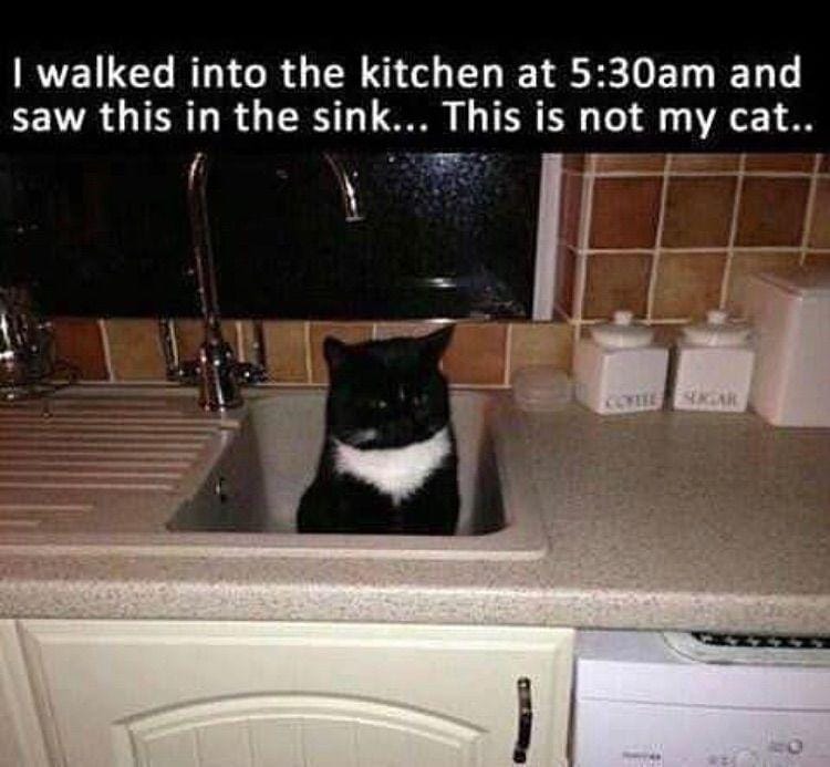 instagram.com/funny._.cats