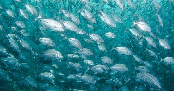 Unsplash.com/JeanWimmerlin